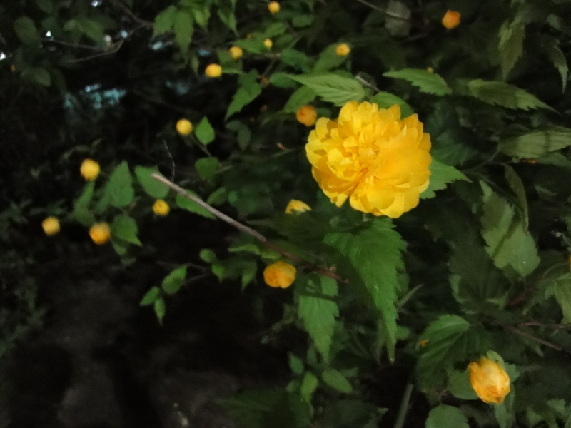 [DSC-WX1] 004.jpg